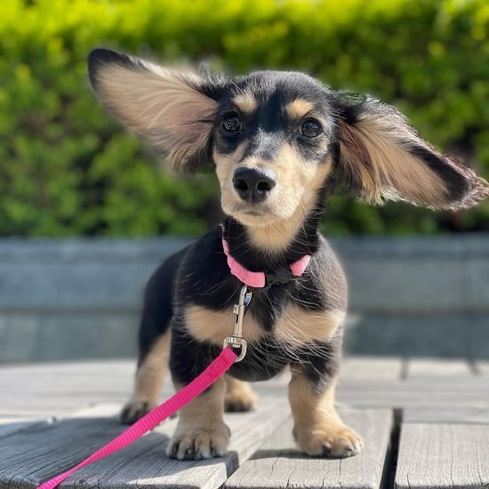 CINOWOOF (MALE) (10)
