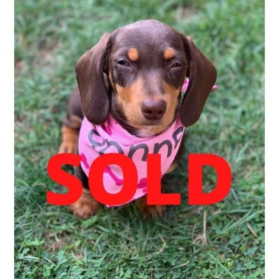 Daphne-F-Sold