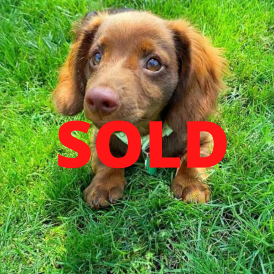 Loki-F-Sold