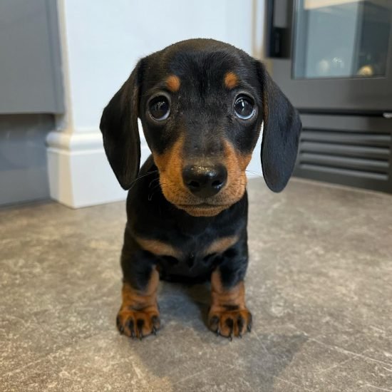 MYLA(FEMALE) (7)